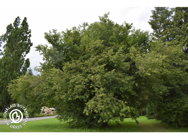 Corylus avellana   'Heterophylla'